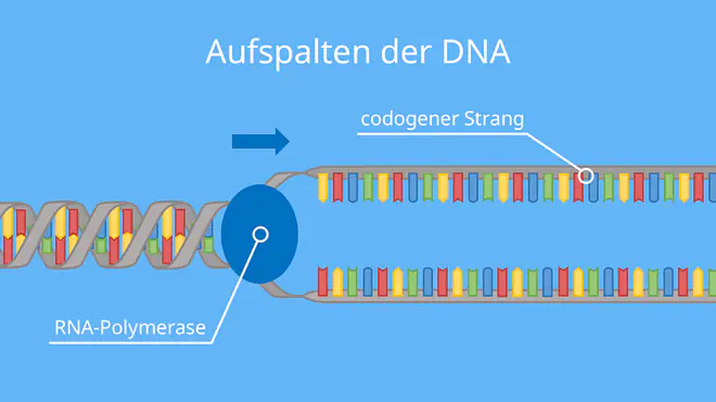 Aufspalten der DNA, RNA-Polymerase, DNA, RNA, mRNA, Transkription