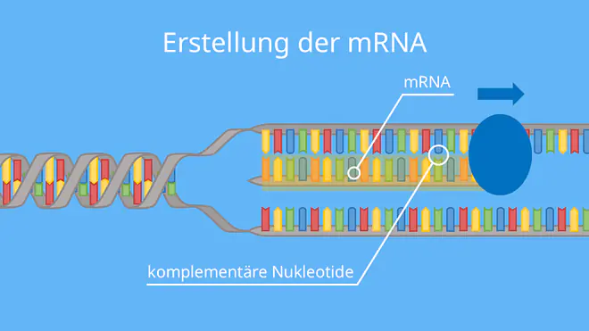 Erstellung der mRNA, Transkription, Proteinbiosynthese, DNA, RNA, RNA-Polymerase