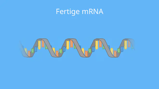 fertige mRNA, RNA, Transkription, Proteinbiosynthese, Einzelstrang