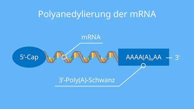 Polyadenylierung der mRNA, RNA-Prozessierung, Poly-A-Schwanz, 5'-Cap, RNA, Proteinbiosynthese