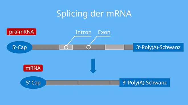Splicing der mRNA, RNA-Prozessierung, RNA, Proteinbosynthese, Intron, Exon, Spleißen, Transkription