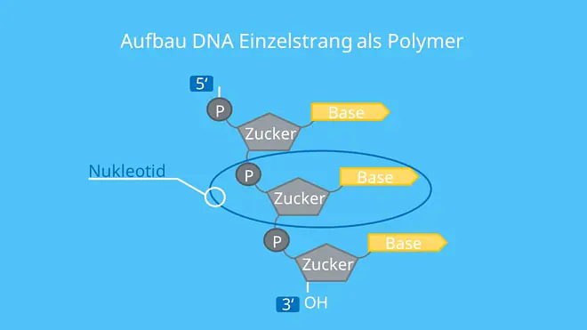 DNA, RNA, Polynukleotid, Nukleotid, Base, Ribose, desoxyribose, Phosphatgruppe, Phosphodiesterbindung, Nukleinsäuren, DNA Polymerase