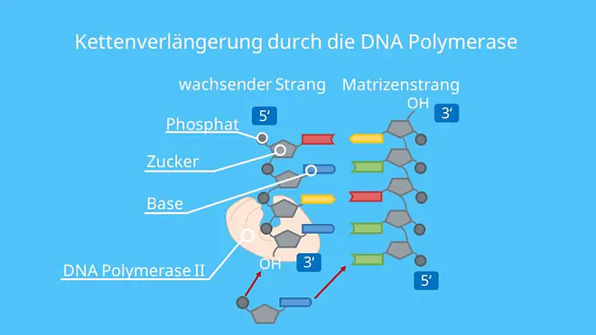 DNA Polymerase, DNA, Polymerisation, Nukleotide, DNA Basen, DNA Replikation