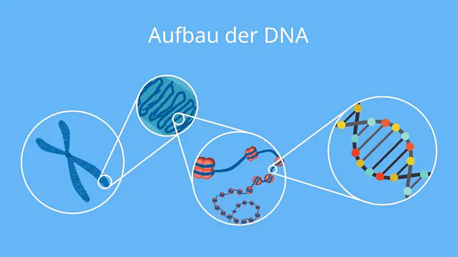 Chromosom, Histon, Nukleosom, DNA, Doppelhelix, supercoils, Centromer
