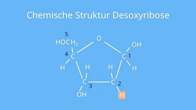 DNA, RNA, Nukleotid, Pentose, Nukleosid, Zucker