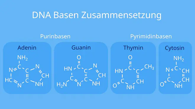 Adenin, Thymin, Cytosin, Guanin, Purinbase, DNA, Pyrimidinbase