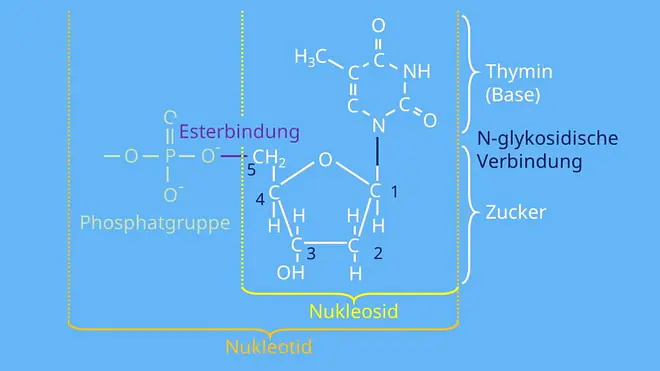 Nukleosid, Nukleotid, N-glykosidsiche Bindung, Base, Esterbindung, Phosphat, Zucker, DNA, RNA