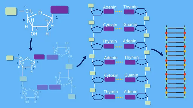DNA, Doppelstrang, Nukleotid, Adenin, Thymin, Guanin, Cytosin, komplementäre Basen