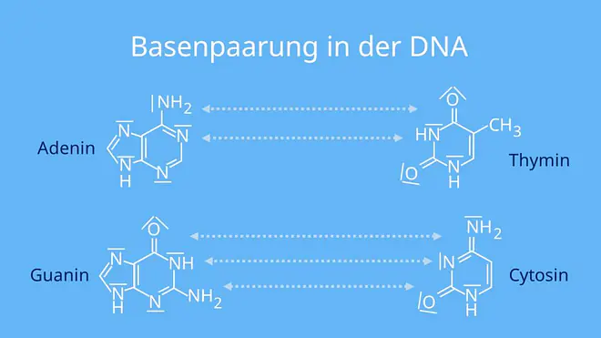 Adenin, Thymin, Guanin Cytosin, Wasserstoffbrückenbindungen, Nukleotid, DNA, Doppelstrang