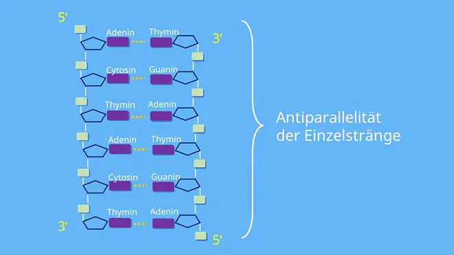 DNA, Doppelstrang, Nukleotid, Adenin, Thymin, Guanin, Cytosin, komplementäre Basen