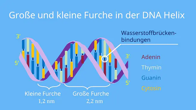 Basen, DNA, Nukleotide, Doppelhelix, Wasserstoffbrückenbindungen, Zucker, Phosphat