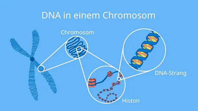 Chromosom, Chromatid, Zentromer, Nukleosom, Histon, Autosom, Gonosom, DNA