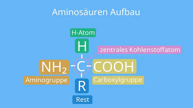 Aminosäuren Aufbau, Glycin Strukturformel, Strukturformel Aminosäure, Protein Chemie, Strukturformel Aminosäuren, Aufbau Aminosäuren, Aminosäuren Strukturen, Aminosäuren Struktur, Strukturformel Aminosäuren, Aminosäuren Proteine, Aminosäure Protein, Aminosäuren, Aminosäuren Einteilung