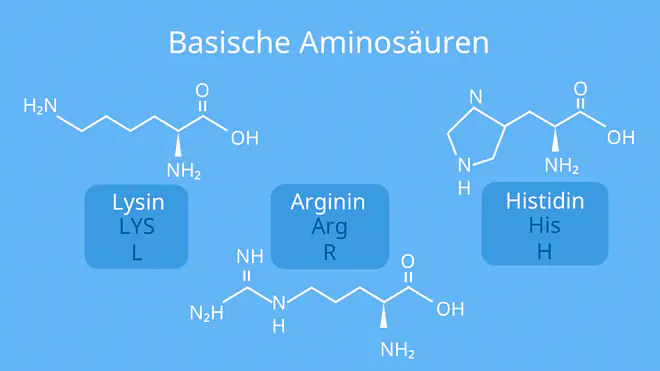 Aminosäuren Aufbau, Glycin Strukturformel, Strukturformel Aminosäure, Protein Chemie, Strukturformel Aminosäuren, Aufbau Aminosäuren, Aminosäuren Strukturen, Aminosäuren Struktur, Strukturformel Aminosäuren, Aminosäuren Proteine, Aminosäure Protein, Aminosäuren, einbuchstaben code aminosäure, grundstruktur Aminosäure, Aminosäuren Einteilung