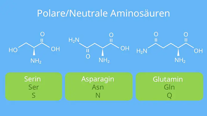 Aminosäuren Aufbau, Glycin Strukturformel, Strukturformel Aminosäure, Protein Chemie, Strukturformel Aminosäuren, Aufbau Aminosäuren, Aminosäuren Strukturen, Aminosäuren Struktur, Strukturformel Aminosäuren, Aminosäuren Proteine, Aminosäure Protein, Aminosäuren, einbuchstaben code aminosäure, grundstruktur Aminosäure, Aminosäuren Einteilung