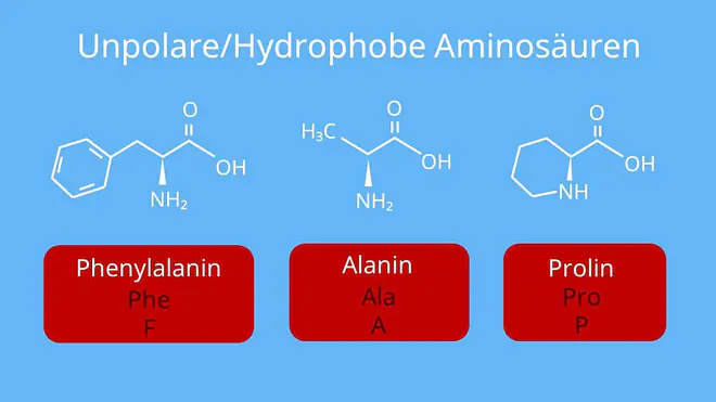 Aminosäuren Aufbau, Glycin Strukturformel, Strukturformel Aminosäure, Protein Chemie, Strukturformel Aminosäuren, Aufbau Aminosäuren, Aminosäuren Strukturen, Aminosäuren Struktur, Strukturformel Aminosäuren, Aminosäuren Proteine, Aminosäure Protein, Aminosäuren, einbuchstaben code aminosäure, grundstruktur Aminosäure, Aminosäuren Einteilung