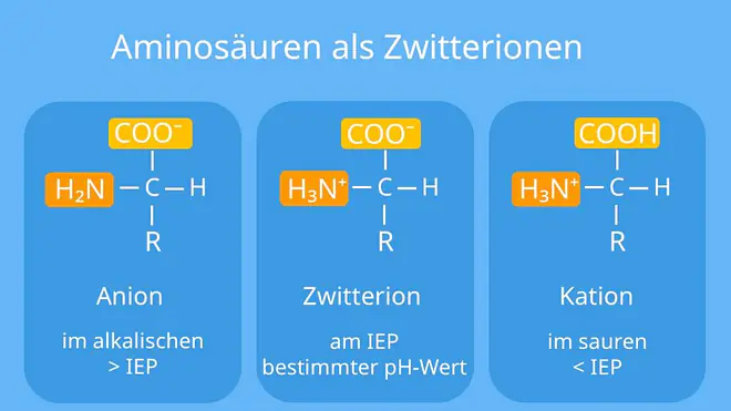 Aminosäuren Aufbau, Strukturformel Aminosäure, Protein Chemie, Strukturformel Aminosäuren, Aufbau Aminosäuren, Aminosäuren Strukturen, Aminosäuren Struktur, Strukturformel Aminosäuren, Aminosäuren Proteine, Aminosäure Protein, Aminosäuren, einbuchstaben code aminosäure, grundstruktur Aminosäure