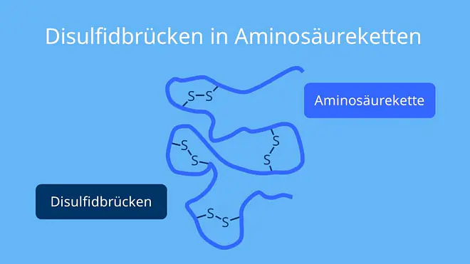 Disulfidbrücken, Cystein Disulfidbrücken, Disulfidbindungen, Disulfidbrücken Proteine, Disulfidbrücken Cystein