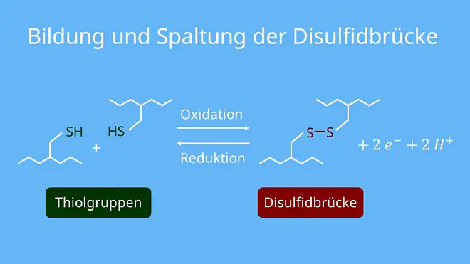 Disulfidbrücken, Cystein Disulfidbrücken, Disulfidbindungen, Disulfidbrücken Proteine, Disulfidbrücken Cystein