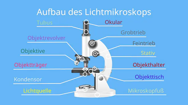 Aufbau des Lichtmikroskops, Okular, Objektiv, Linsensysteme, Mikroskop, mikroskop aufbau, mikroskopaufbau, mikroskop beschriftung, lichtmikroskop, aufbau mikroskop, lichtmikroskop aufbau, mikroskope, aufbau eines mikroskops, aufbau lichtmikroskop, das mikroskop, mikroskop vergrößerung, lichtmikroskop beschriftung, mikroskop beschriftet, beschriftung mikroskop, aufbau eines lichtmikroskops, tubus mikroskop, mikroskop aufbau und funktion, durchlichtmikroskop, vergrößerung mikroskop, mikroskop bestandteile, teile des mikroskops, mikroskop beschriftung blende, aufbau des mikroskops, mikroskop teile, bestandteile mikroskop, das lichtmikroskop, mikroskopie, was ist ein mikroskop, lichtmikroskop aufbau und funktion, mikroskop beschreibung, teile eines mikroskops, aufbau des lichtmikroskops, bestandteile eines mikroskops, frischpräparat, mikroskop vergrößerung beispiele, bau des mikroskops, mikroskop mit beschriftung