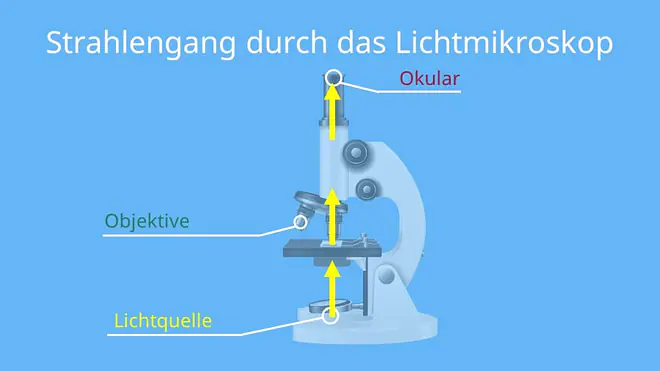 Strahlengang durch das Lichtmikroskop, Linsensysteme, Okular, Lichtquelle, Linse, Objektiv