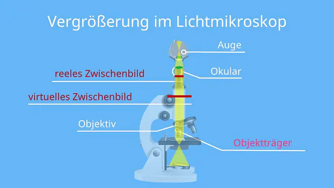Vergrößerung im Lichtmikroskop, Objektiv, Okular, Linsen, Vergrößerung, reelles Bild, virtuelles Bild, Mikroskop, mikroskop aufbau, mikroskopaufbau, mikroskop beschriftung, lichtmikroskop, aufbau mikroskop, lichtmikroskop aufbau, mikroskope, aufbau eines mikroskops, aufbau lichtmikroskop, das mikroskop, mikroskop vergrößerung, aufbau eines lichtmikroskops, tubus mikroskop, strahlengang mikroskop, mikroskop aufbau und funktion, durchlichtmikroskop, vergrößerung mikroskop, lichtmikroskop funktion, aufbau des mikroskops, wie funktioniert ein mikroskop, mikroskop strahlengang, objektiv mikroskop funktion, objektive mikroskop funktion, das lichtmikroskop, mikroskopie, was ist ein mikroskop, lichtmikroskop aufbau und funktion, mikroskop funktion, mikroskop funktionsweise, okular funktion, blende mikroskop funktion, aufbau des lichtmikroskops, mikroskop vergrößerung beispiele, bau des mikroskops, lichtquelle mikroskop funktion