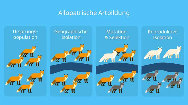 Speziation, geografische Isolation, Beispiel, Separation, Selektion, Mutation, Genfluss, Genpool, reproduktive Isolation, Entstehung neuer Arten
