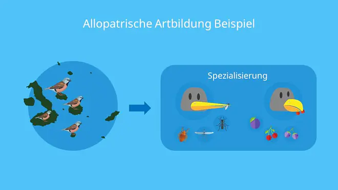 Allopatrische Artbildung Beispiel, Artbildung, allopatrische Artbildung, Beispiel, geographische Isolation, reproduktive Isolation, Darwin Finken