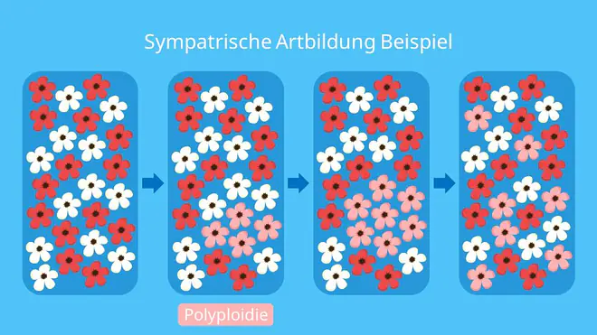 Sympatrische Artbildung Beispiel, Artbildung, artentstehung, sympatrische Artbildung, Polyploidie, Polyploidisierung