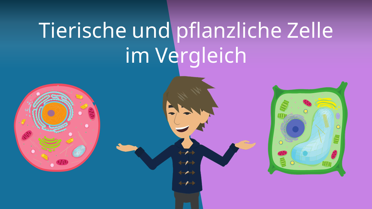 tierische-und-pflanzliche-zelle-im-vergleich-bersicht-mit-video