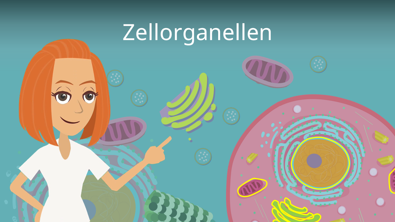Zellorganellen berischt Und Erkl rung mit Video 