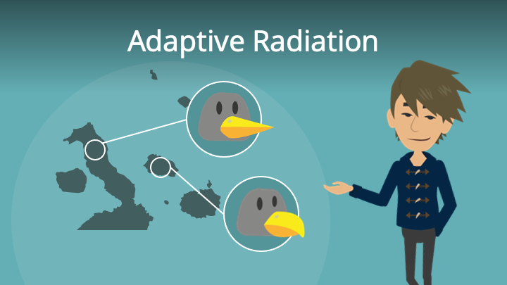 Adaptive Radiation • Separation und Einnischung · [mit Video]