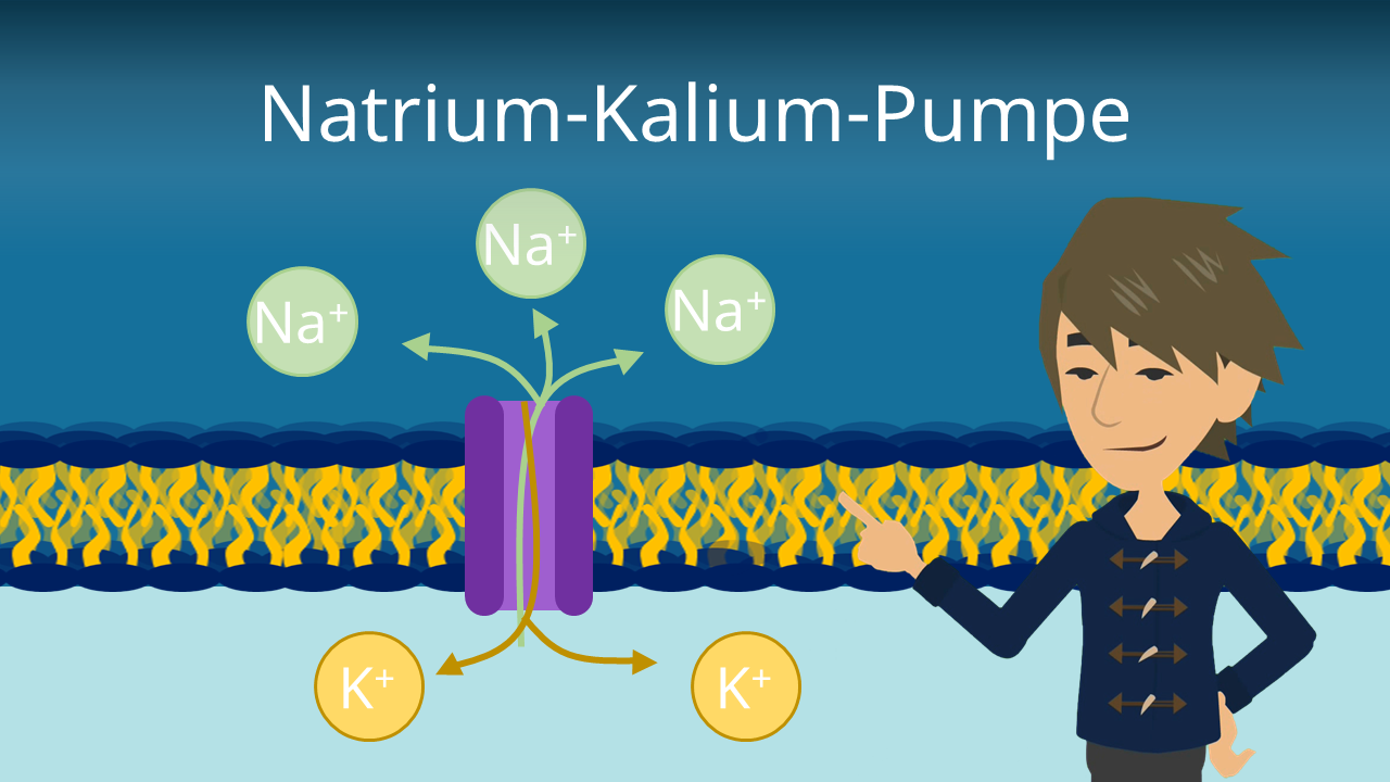Kalium Natrium Pumpe Einfach Erklärt Natrium-Kalium-Pumpe • Funktion und Mechanismus · [mit Video]