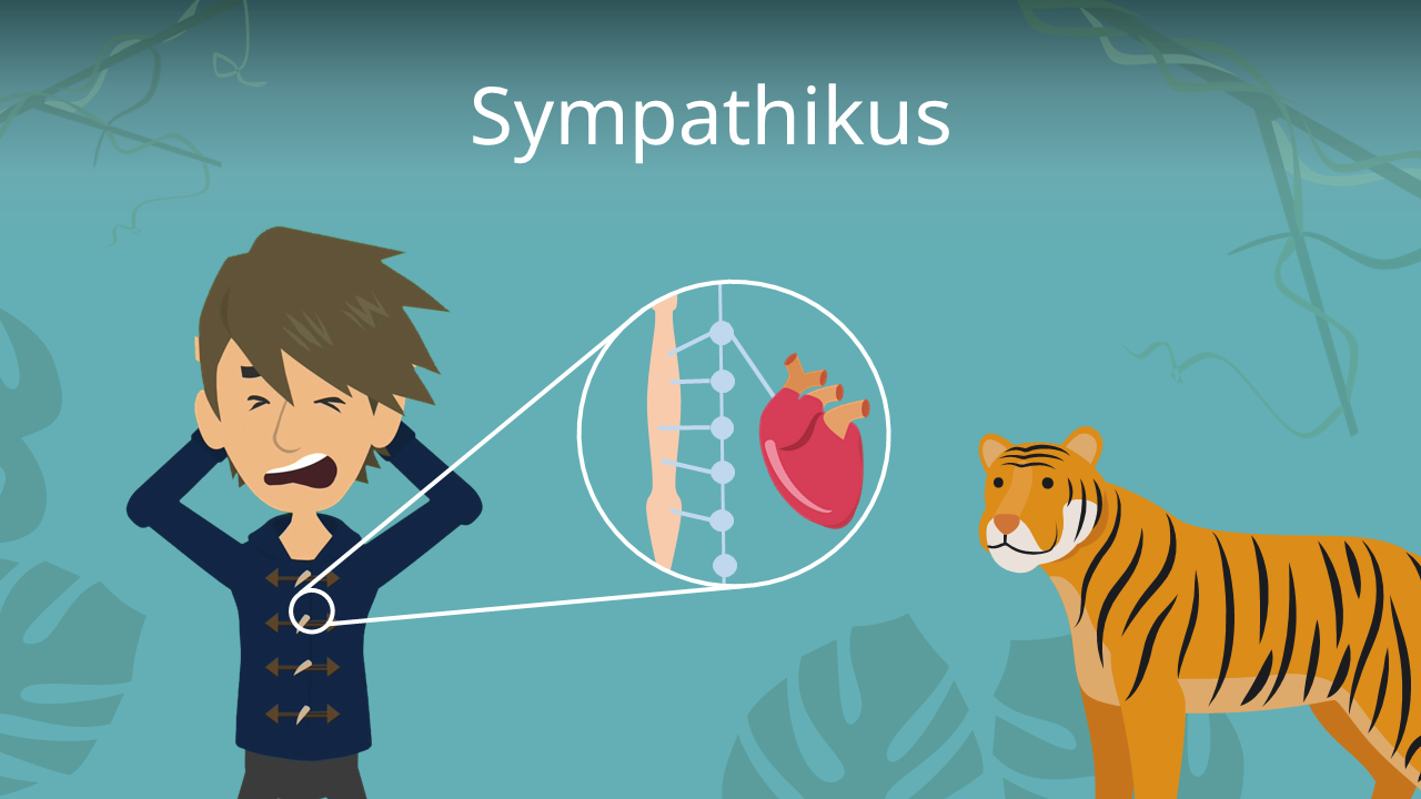 Sympathikus • einfach erklärt: Definition und Funktion · [mit Video]