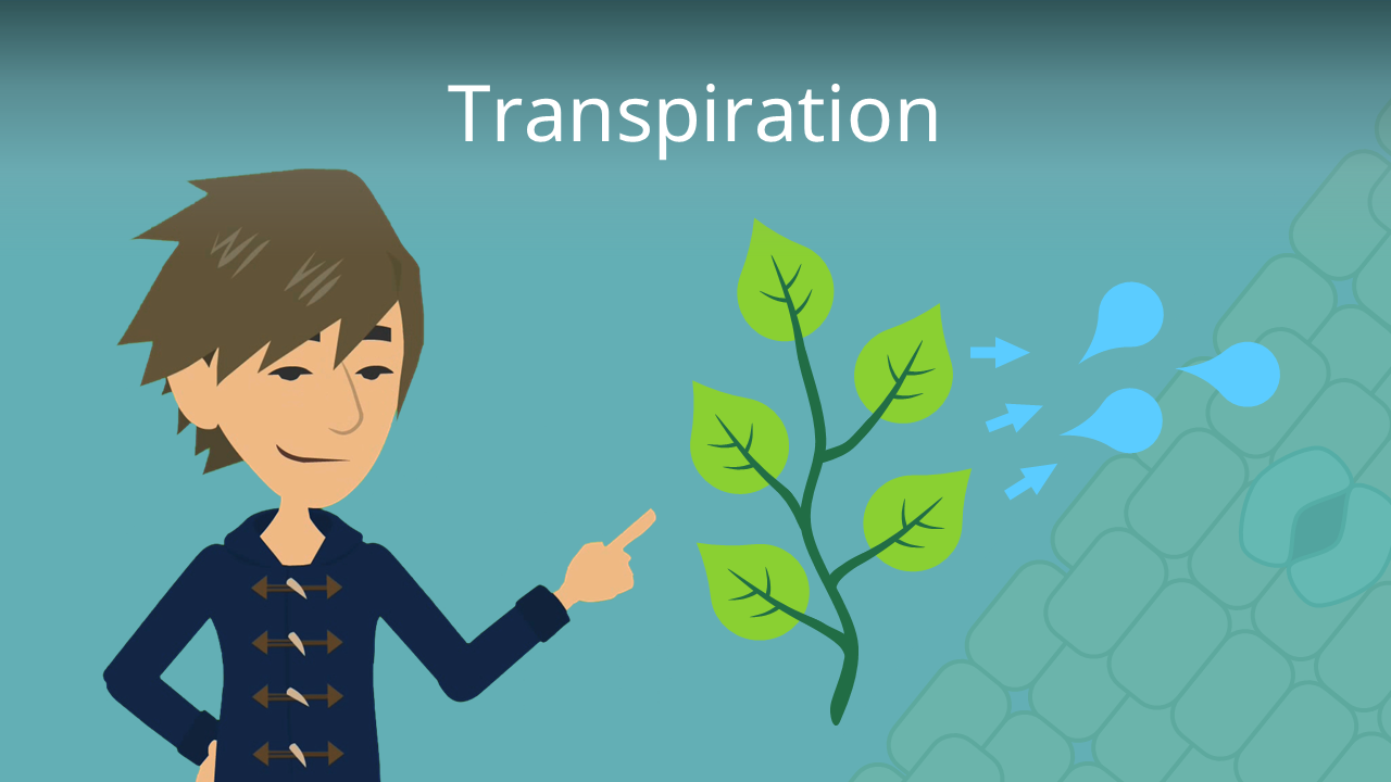 Transpiration • einfach erklärt: Definition, Einflüsse · [mit Video]