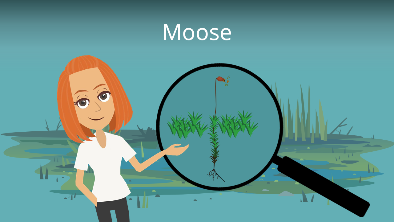 Moose