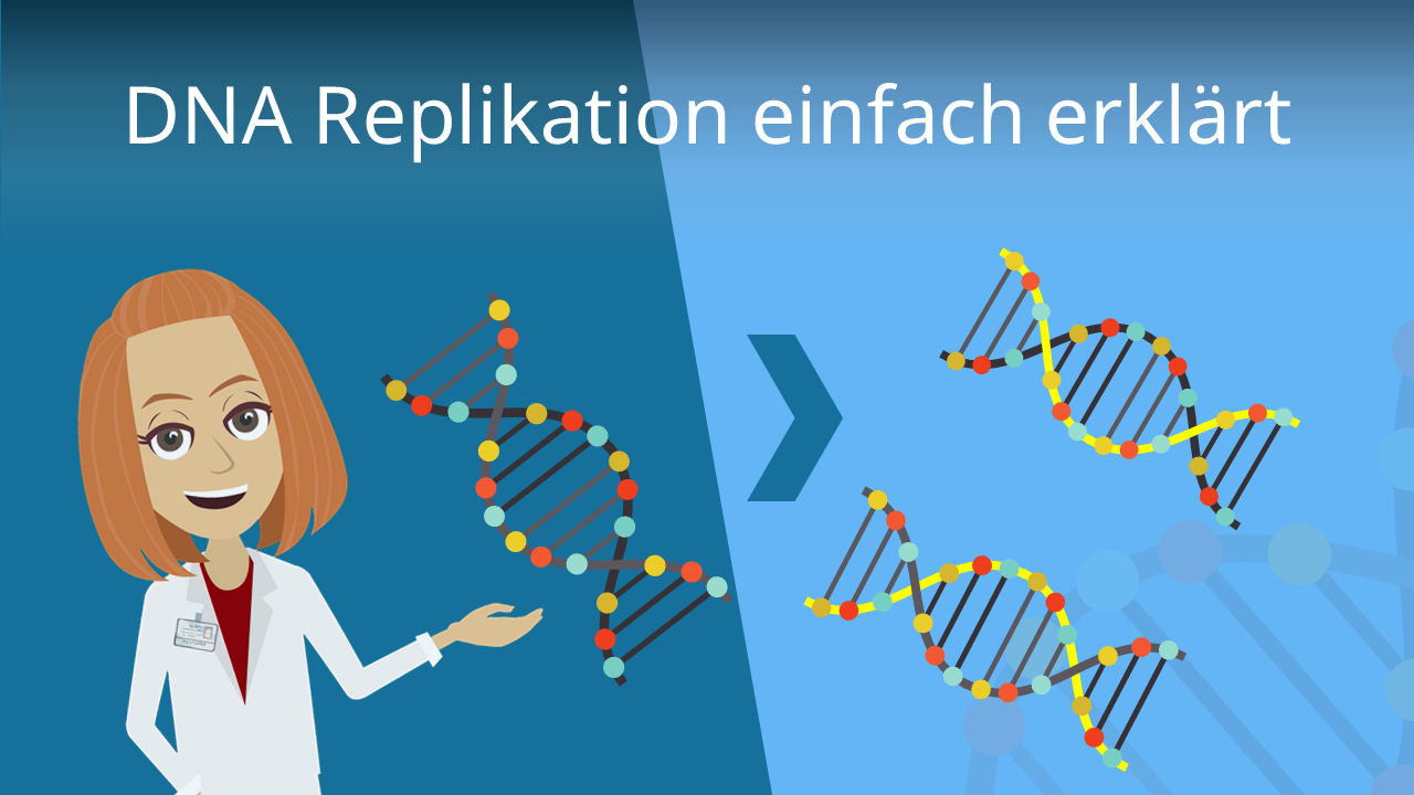 DNA Replikation einfach erklärt • Ablauf, Phasen · [mit Video]