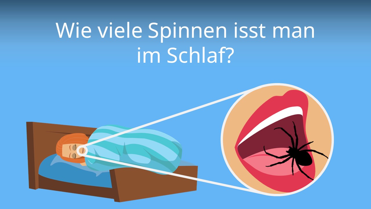Wie viele Spinnen isst man im Schlaf? • Mythos oder Wahrheit? · [mit Video]