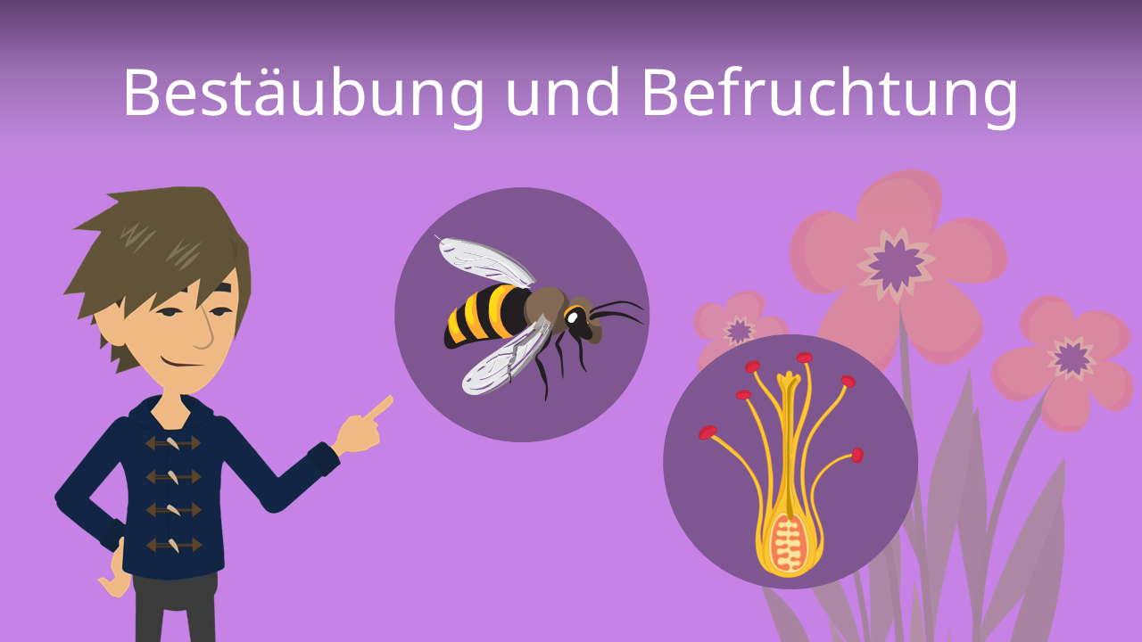 Bestubung und Befruchtung