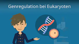 Genregulation bei Eukaryoten