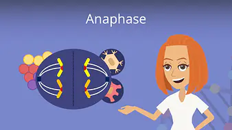 Anaphase