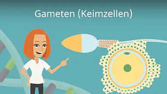 Gameten (Keimzellen)