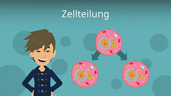 Zellteilung
