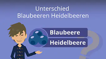 Unterschied Blaubeeren Heidelbeeren