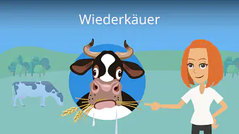 Wiederkäuer
