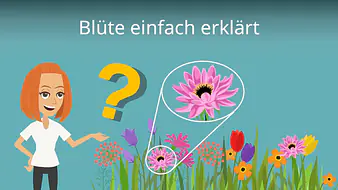Blüte einfach erklärt