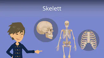Skelett