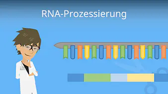 RNA-Prozessierung