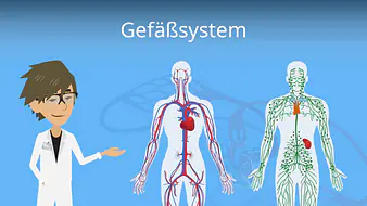 Gefäßsystem