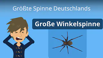 Größte Spinne Deutschland